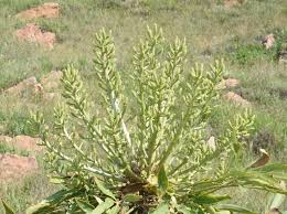 Image result for Cussonia corbisieri