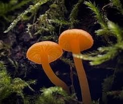 Image result for Ficalhoa laurifolia