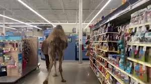 Lewis farms & petting zoo shared facebook live video of the camel, named jeffrey, making his way through the aisles of the pet store with the owner scott lewis on sunday. Watch Petting Zoo Takes Camel To Petsmart Upi Com