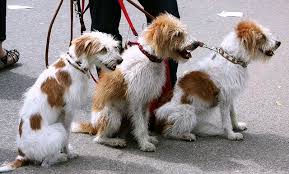 Find incredible local sitters to look after your kids. How To Find The Right Dog Sitter Near Me Uks 1 Pet Blog