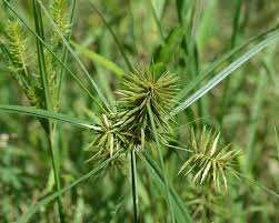 Image result for Cyperus rigidifolius