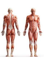 كتاب مواضع الحجامة بالصورة Human Body Anatomy Human Muscle Anatomy Muscle Anatomy