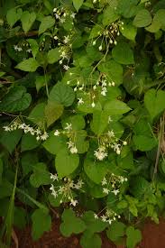 Image result for Pergularia daemia