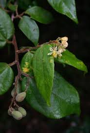 Image result for Grewia herbacea