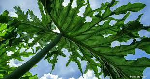 Maybe you would like to learn more about one of these? Philodendron Selloum Care Growing The Split Leaf Philodendron
