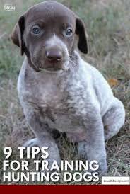 How To Train Your Dog To Do Its Business Outside And Pics Of How To Get Your Puppy To Stop Biting The Leash Ti Hunting Dogs Hunting Dogs Training Dog Training