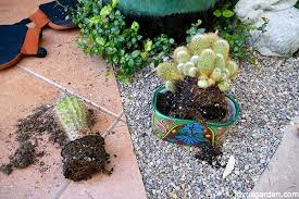 The whole procedure will take you less than an hour. Transplanting Cactus A Mixed Planting Starring Golden Barrel Cacti