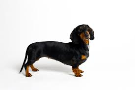 If you have a breed that's prone to weight gain, be careful. Dog Breeds That Gain Weight The Easiest