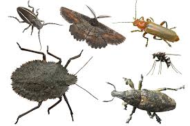 Here is some pest control companies are available which provide good pest control service it may be a good idea to find out which pest control companies use the software that you already know and promote yourself to them as an expert user. Top 5 Pest Control Tips For Healthy Living Reliablecounter Blog