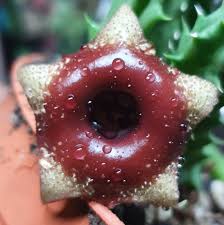 Image result for Huernia levyi