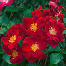 Check spelling or type a new query. Top Gun Shrub Rose Spring Hill Nurseries