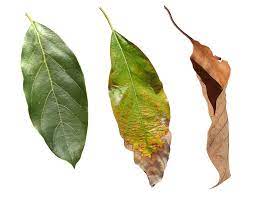 No, its even used as a tea.avocado leaves are poisonous to many mammals. Avocado Tree Leaves Turning Brown Tips On Why