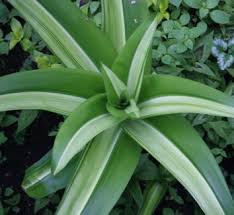 Image result for Crinum harmsii