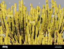 Image result for Euphorbia confinalis