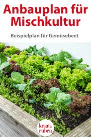 Ein Gemsebeet In Mischkultur Macht Im Sommer Weniger Arbeit Hier Ein Beispiel Fr Ein Beet Mit Kartoffeln Grnkohl L Gemusegarten Tipps Mischkultur Gemusebeet
