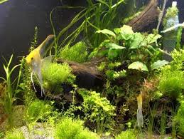 Kh Gh And Ph In The Home Aquarium A Simplified Explanation Home Aquarium Betta Fish Tank Aquarium