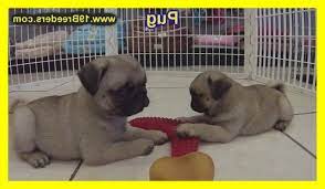 Rehome pug puppies 5 mos. Craigslist Pug Puppies For Sale Petsidi