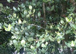 Image result for Gnetaceae