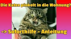 Wir gehen diesem problem auf den grund und haben effektive und praktische tipps parat. Katze Pinkelt In Die Wohnung Soforthilfe Anleitung Youtube