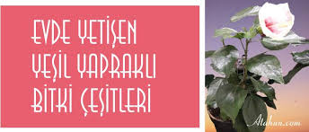 Büyük yeşil yaprakları evde tropik bir etki yaratır. Yesil Yaprakli Evde Saksi Bitkileri Isimleri Resimli