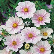 Cosmos Seeds Versailles Flush Blushed White Cosmos Bipinnatus Cosmos Flowers September Flowers July Flowers