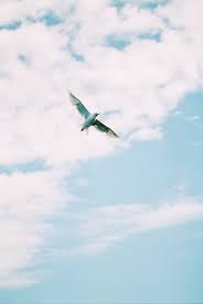 Nature On Film Flying Bird Photography 35mm Film Fine Art Film Fuji 400h Destination Wedding Des Fine Art Portraits Bird Photography Fine Art Photographs