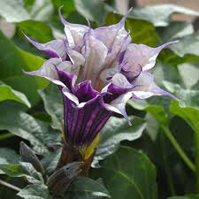 Image result for Datura