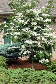 Evergreen hedges make wonderful living privacy screens and wind or noise breaks. 9 Trees For Small Yards Best Small Trees For Privacy And Shade