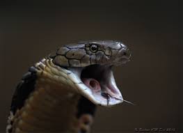 13480754cfcdefd07c87 Jpg 1200 873 King Cobra Snake Snake Art King Cobra