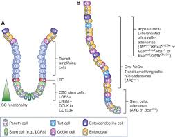 Life after colorectal cancer means learning about followup tests and visits as well as things you can do that might lower the chances of the cancer coming back. Stem Vs Non Stem Cell Origin Of Colorectal Cancer British Journal Of Cancer