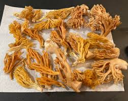 Image result for Sericorema remotiflora