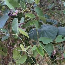 Image result for Aristolochiaceae