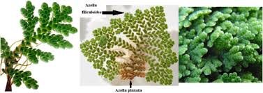 Image result for Azolla pinnata