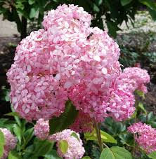 Hydrangeas can change color (pink to blue) if you alter soil ph levels with coffee grounds, vinegar, or eggshells. Selecting Hydrangeas For The Home Landscape Ohioline
