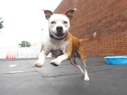 We always want them to feel at home and comfortable. Bark Avenue Pet Resort 2961 Elmwood Dr Se Smyrna Ga 30080 Yp Com