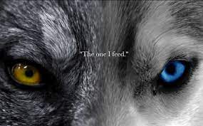 My Desktop Wallpaper Two Wolves Story Wolf Eyes Wolf Quotes