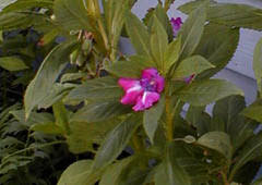 Image result for Impatiens balsamina