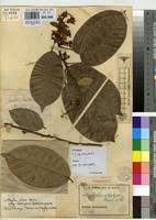 Image result for Baphia bequaertii