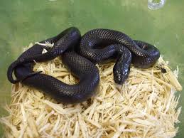 King Snake Mexican Black Kingsnake Snake Milk Snake
