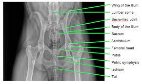 * notice that the kidneys are not labeled on this picture. My Pet Was Hit By A Car On Its Hindquarters Florida Veterinary Hospital