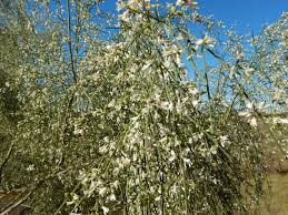 Image result for Retama monosperma