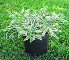 Jenis tanaman hias daun indoor dan outdoor. Berkenalan Dengan Tanaman Hias Song Of India Bibitbunga Com