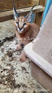 Exotic cats range in price from a $900.00 bobcat to a $7500.00 tiger cub. Caracals For Sale