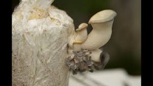 How to grow magic mushrooms | types of magic mushroom kits. How To Grow Blue Oyster Mushrooms Youtube