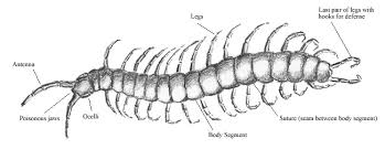 Millipede white illustrations & vectors. Millipedes Of Petroglyph Petroglyph National Monument U S National Park Service