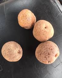 Image result for Parinari excelsa