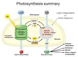 Will Stopping The Light Dependent Phase Of Photosynthesis Affect The Light Independent Phase Socratic Photosynthesis Biology Lessons Light Reaction