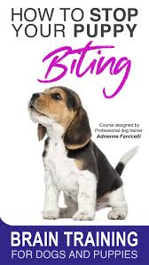 Take out the tug toy and wave it enticingly. Stop Your Puppy From Biting Dog Training From World Expert Brain Training For Dogs Stop Puppy From Biting Puppy Biting