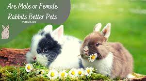 What Type Of Rabbit Is The Best Petsium