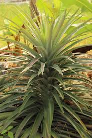 We did not find results for: Hang Kebun Pelbagai Jenis Nanas